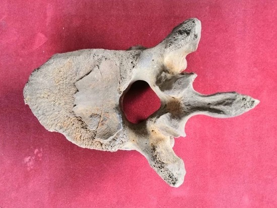 В Люберцах нашли останки мамонта