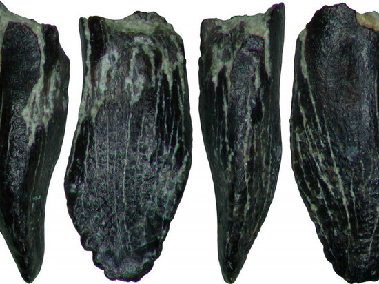 В Якутии нашли зубы самых северных динозавров-завропод