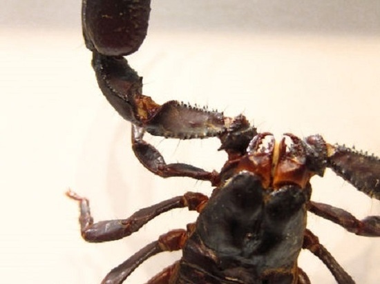 Обнаружены останки древнейшего скорпиона на планете