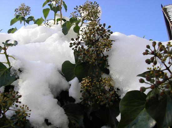 Эколог назвал проблемы, которыми чревата теплая зима