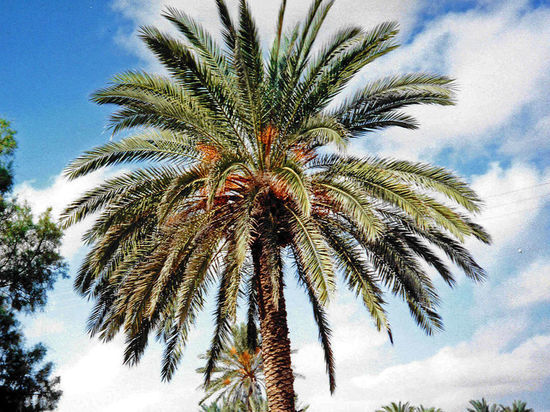 Биологи вырастили иудейские финиковые пальмы из двухтысячелетних семян