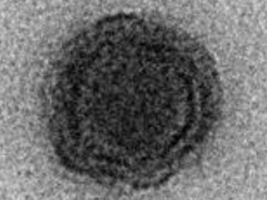 Обнаружен таинственный вирус, состоящий из неизвестных науке генов