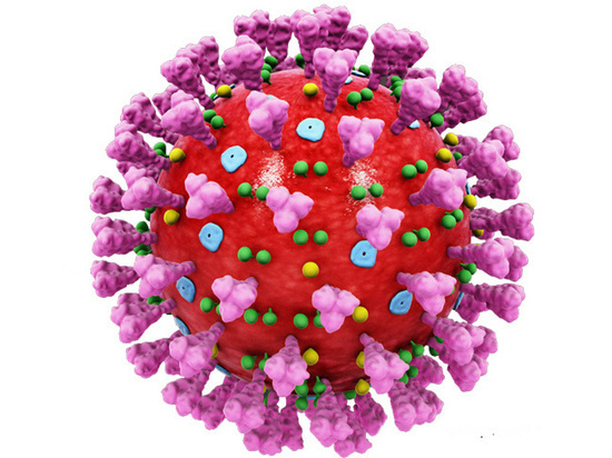 Ученые разобрались, как коронавирус 2019-nCoV проникает в клетки