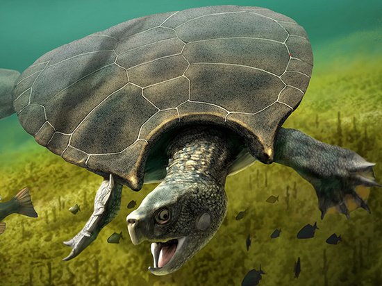 Останки гигантской доисторической рогатой черепахи нашли в Венесуэле