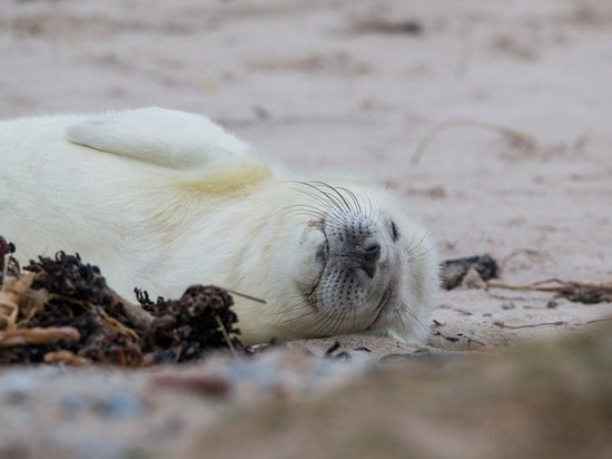 В России могут исчезнуть гренландские тюлени