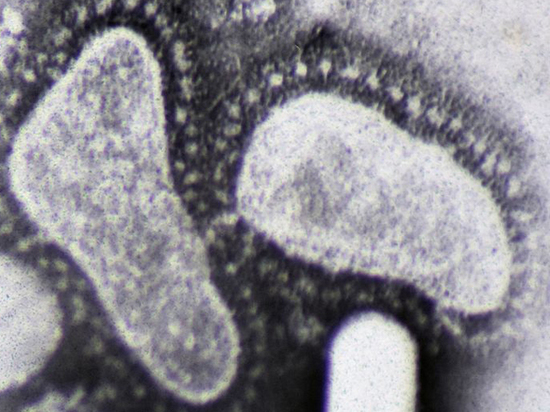 Вирусолог опроверг популярный миф о коронавирусе