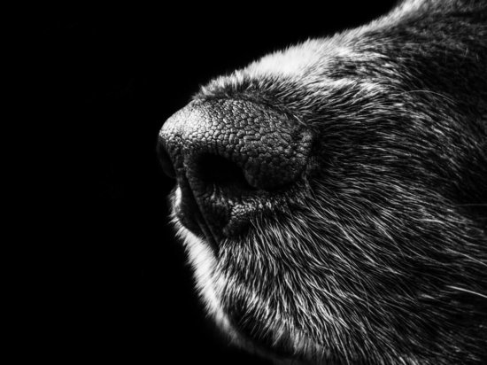 Эксперт рассказал, почему собаки чуют коронавирус лучше приборов