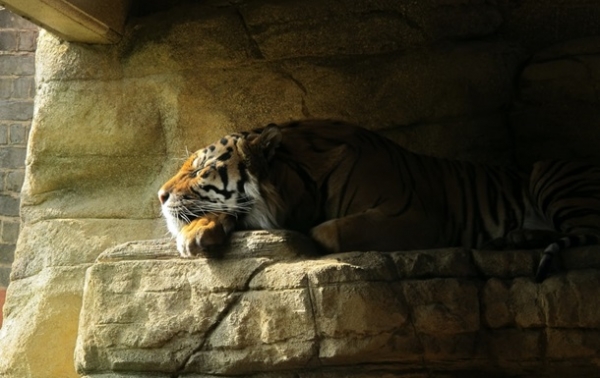 Тигрица из Нью-Йорка заразилась COVID-19