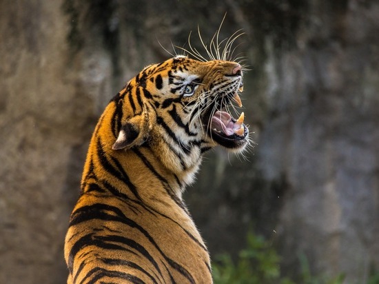 Специалисты прокомментировали первый случай заражения тигра коронавирусом
