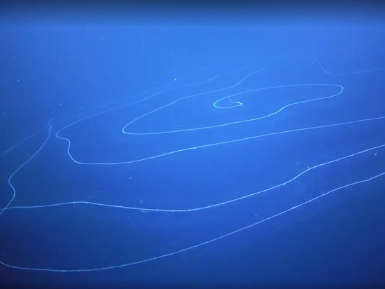 В океане обнаружен 50-метровый ядовитый хищник