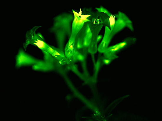 Российские ученые создали первое светящееся растение и научили его «общаться»
