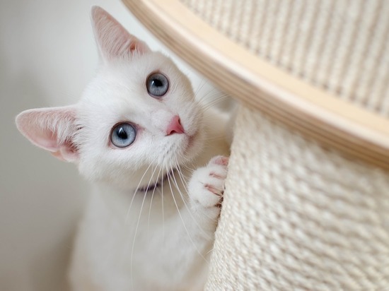 Ветеринар рассказал, как спасти кошку от коронавируса: изолировать заболевших людей