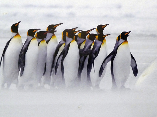 Веселящий газ от фекалий пингвинов одурманил исследователей