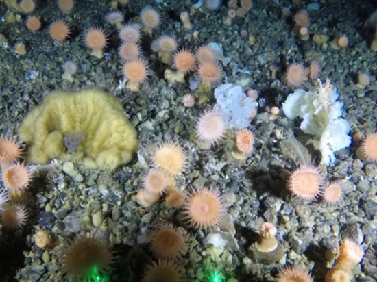 Глубинный «коралловый сад» обнаружили у берегов Гренландии