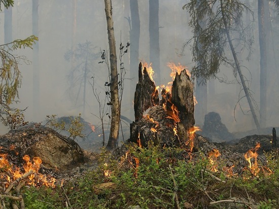Экологи предупредили о риске лесных пожаров в Сибири из-за жары