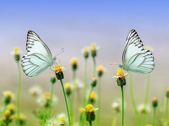 Ученые бьют тревогу: исчезают сухопутные насекомые, особенно бабочки