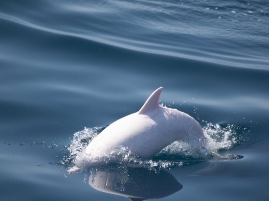 Редкий дельфин-альбинос обнаружен в Черном море