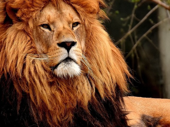 Российские ученые проверили на коронавирус львов и ежей