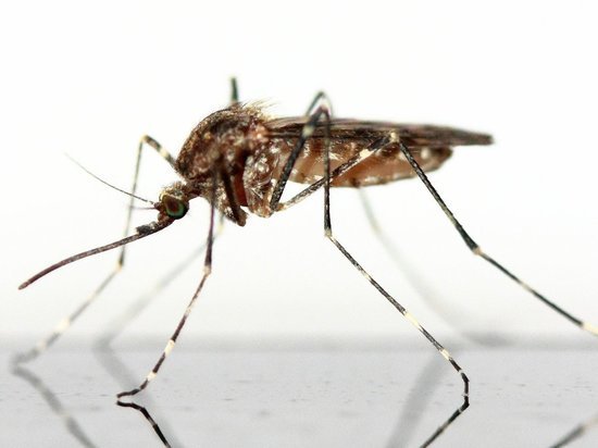 Врачи рассказали о заражении глистами от комаров