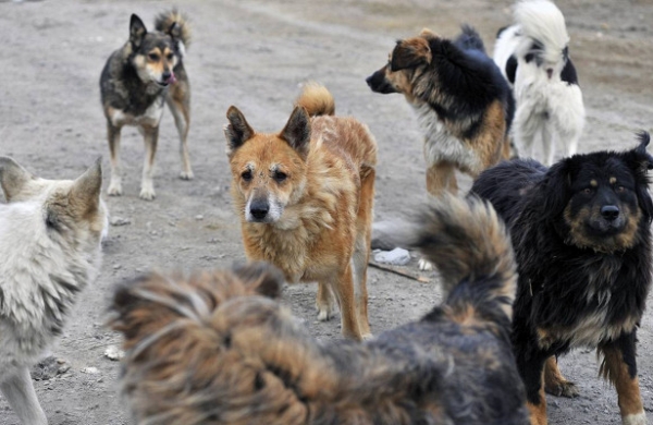 В РФ появится стандарт о переходе дорог животными