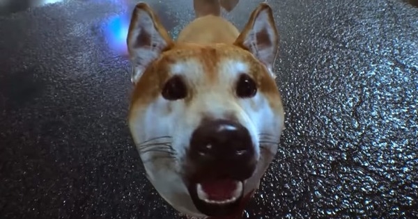 В GhostWire: Tokyo можно гладить собак