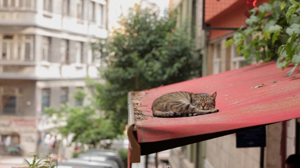 Рабство и кошки: абсолютно правдивые фильмы о Турции