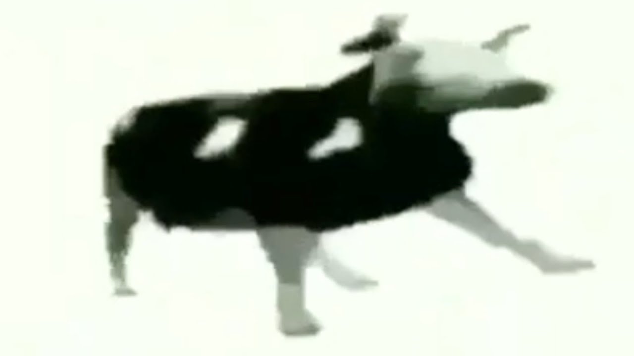 Польская корова танцует