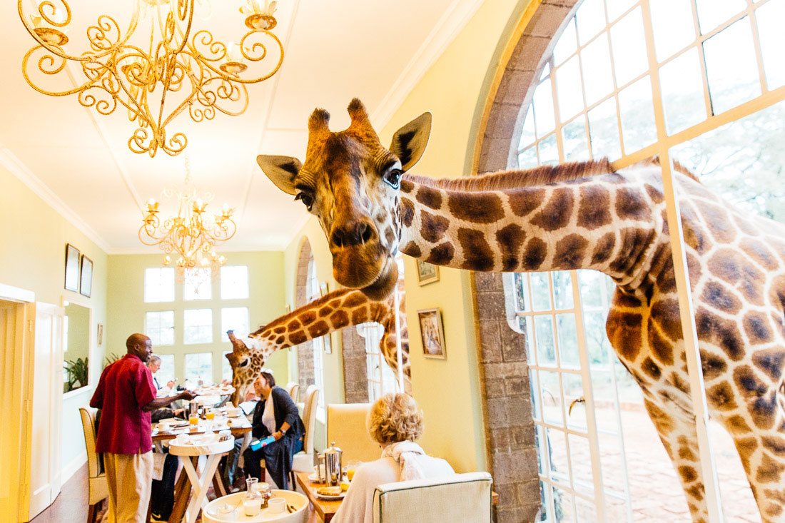 Ресторан в африке с жирафами