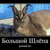 Большой шлепа Флоппа русский кот