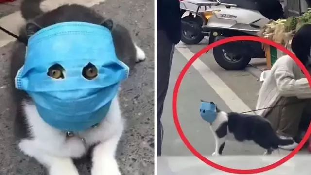 Коронавирус у кошек