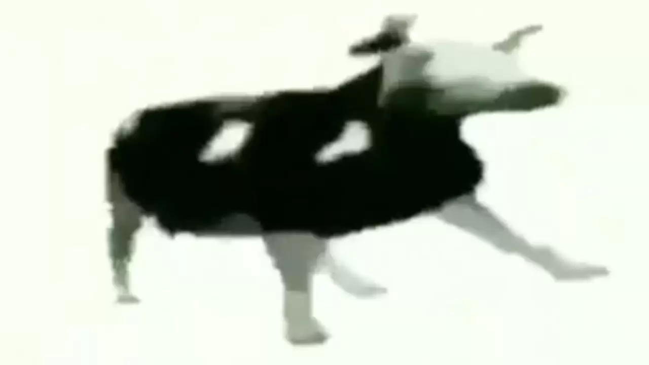 Польская корова (Корова танцует под польскую музыку, Polish cow, Tylko Jedn...